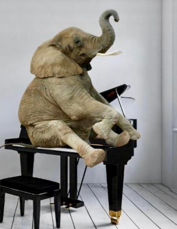 Elephant In My Room Дубровник Экстерьер фото